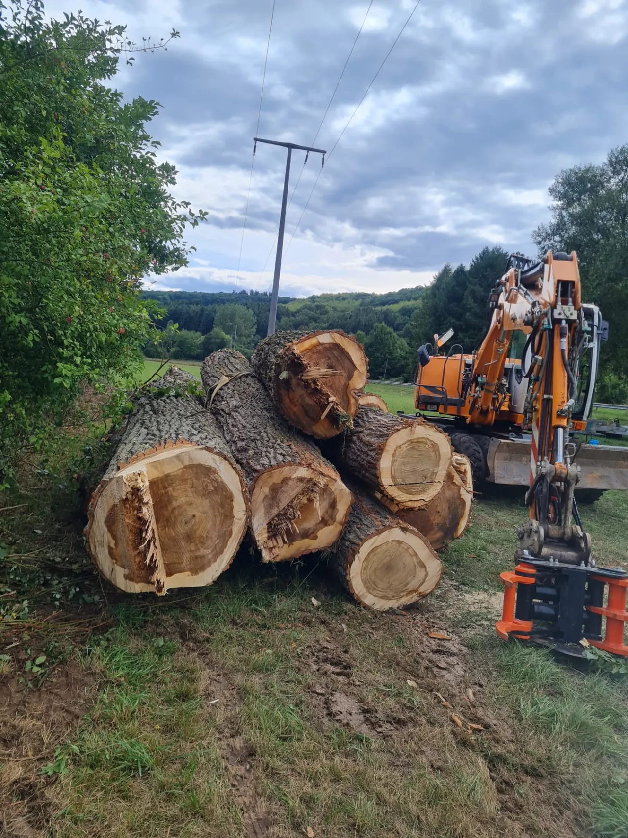 Gefällte Baumstämme und Bagger bei der Aufarbeitung auf einer Wiese