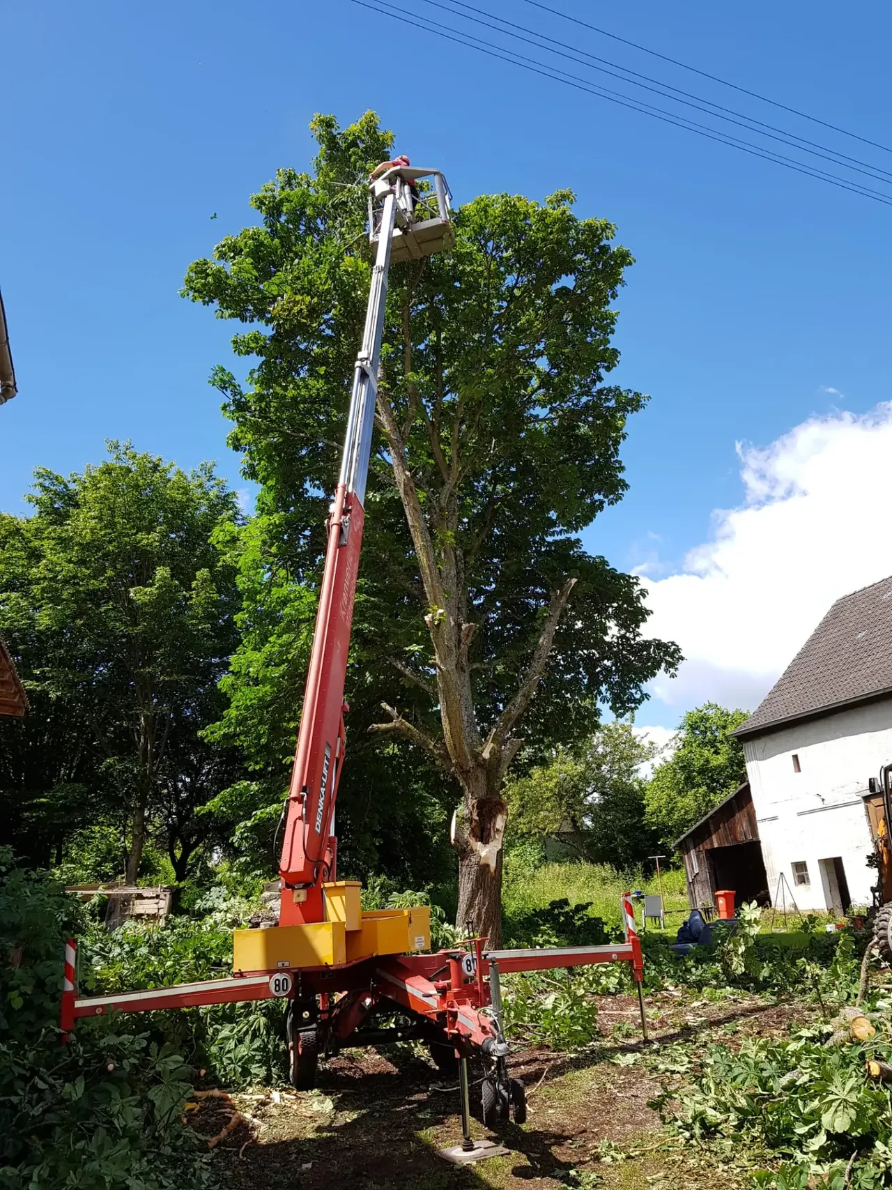 Baumfällung mit Hubarbeitsbühne an einem hohen Laubbaum